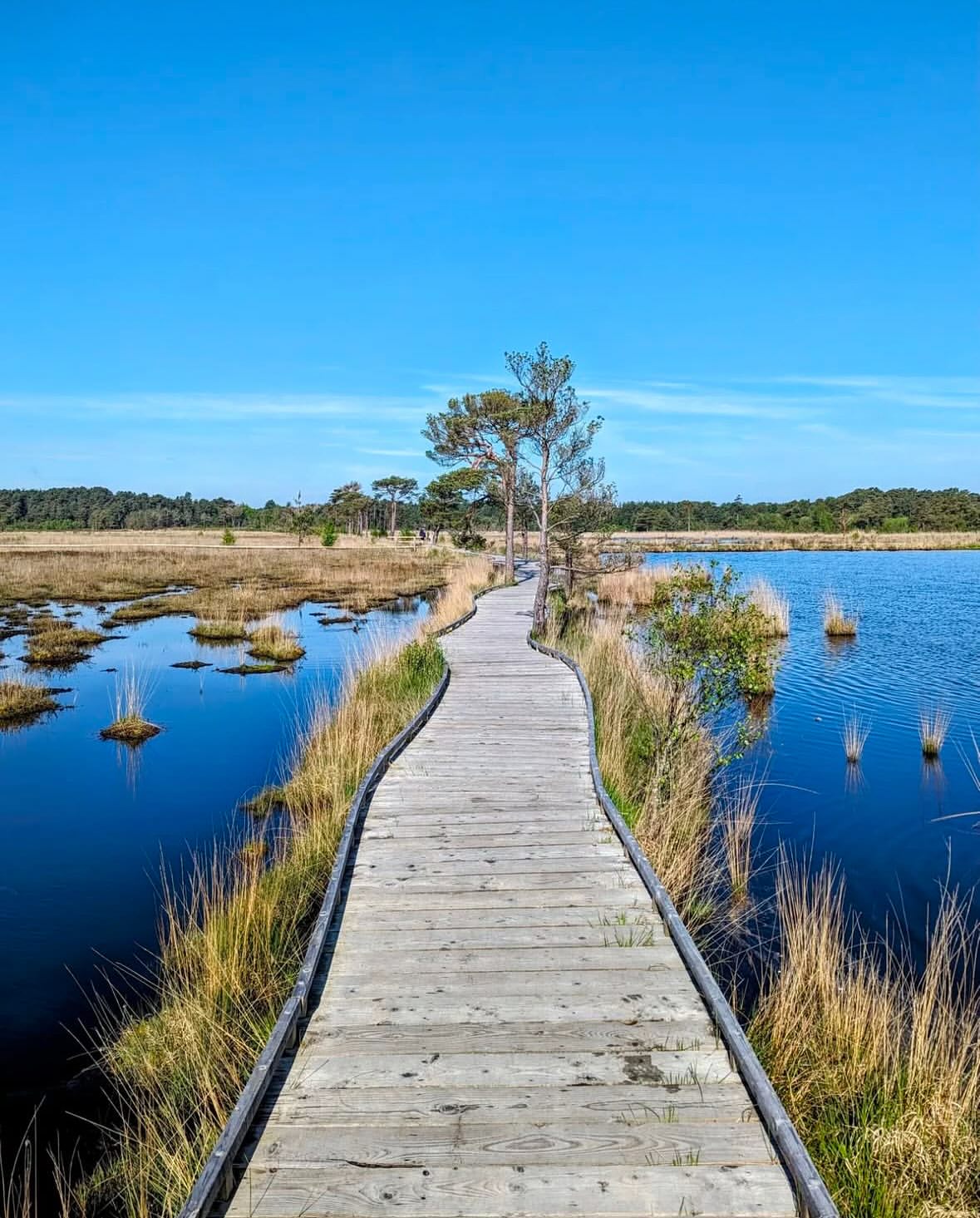 Thursley Nature Reserve